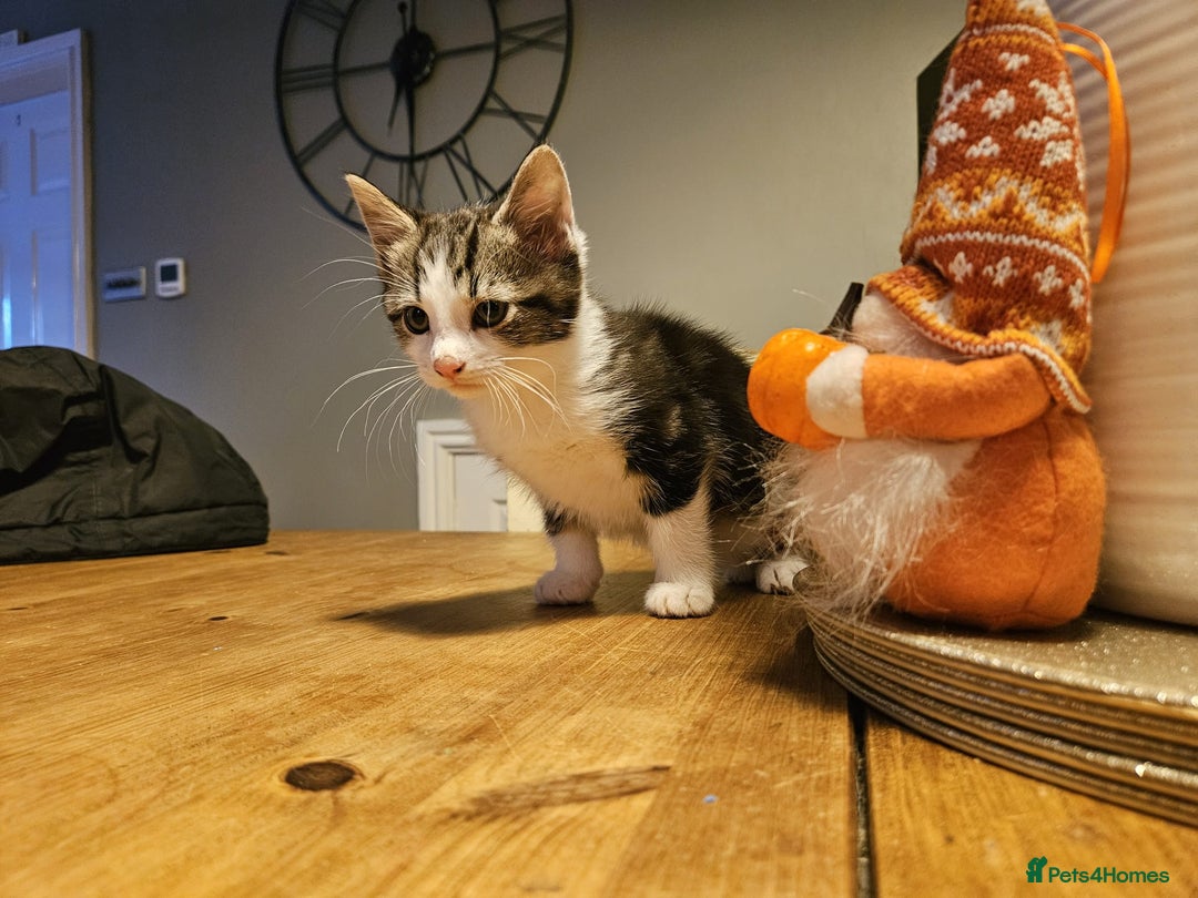 Mixed Breed cats for sale: Adorable playful well handled kittens  - Image 5