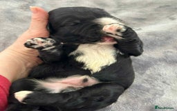 Sheepadoodle dogs for sale: unique sheepadoodles due - Image 15