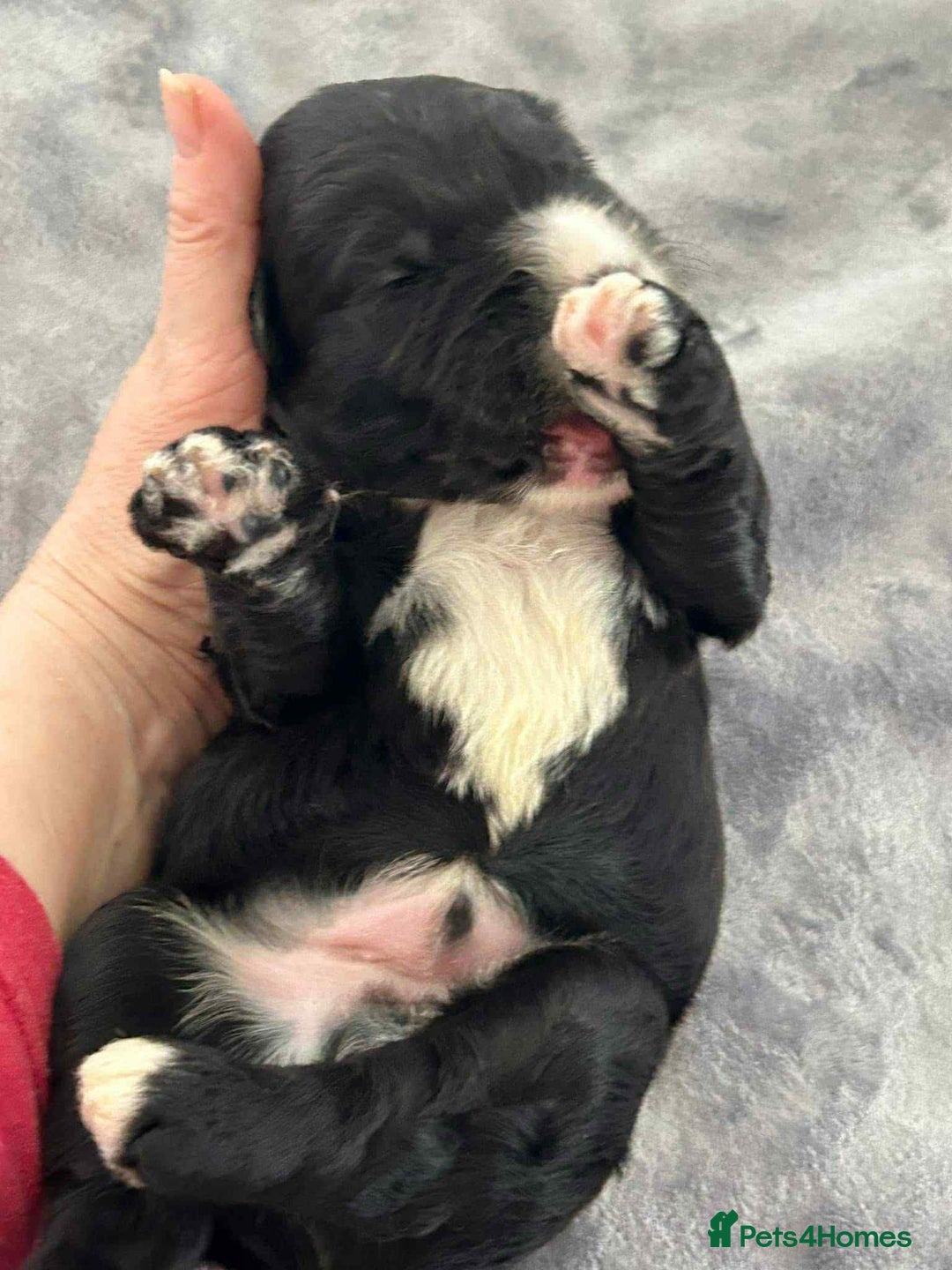 Sheepadoodle dogs for sale: unique sheepadoodles due - Image 15
