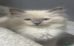 Ragdoll cats for sale: Ragdoll kittens - Image 4