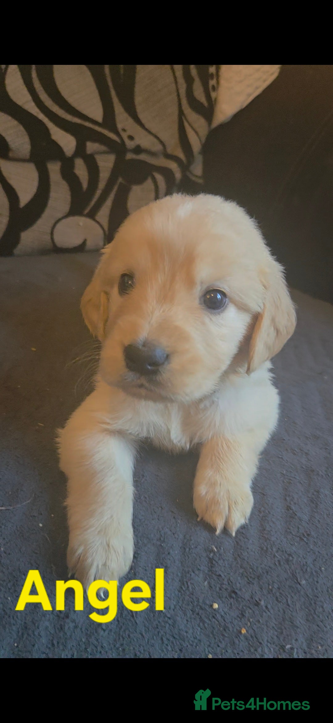 Goldador dogs for sale: Kitanas puppies  - Image 23