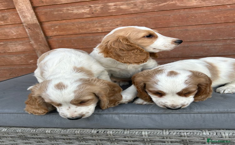 Cocker Spaniel dogs - Advert 16