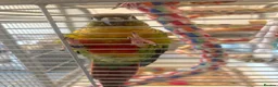 Conures birds for sale: Green Cheek Conure in Hayling Island - Advert 3