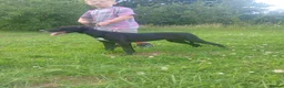Lurcher dogs for sale: 5 months old lurcher pups  - Advert 3