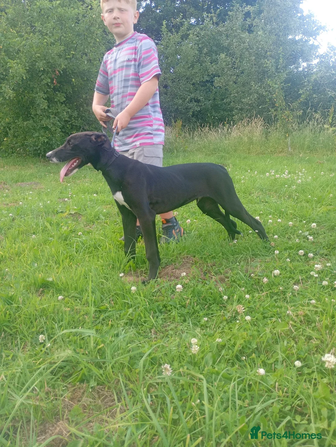 Lurcher dogs for sale: 5 months old lurcher pups  - Advert 3