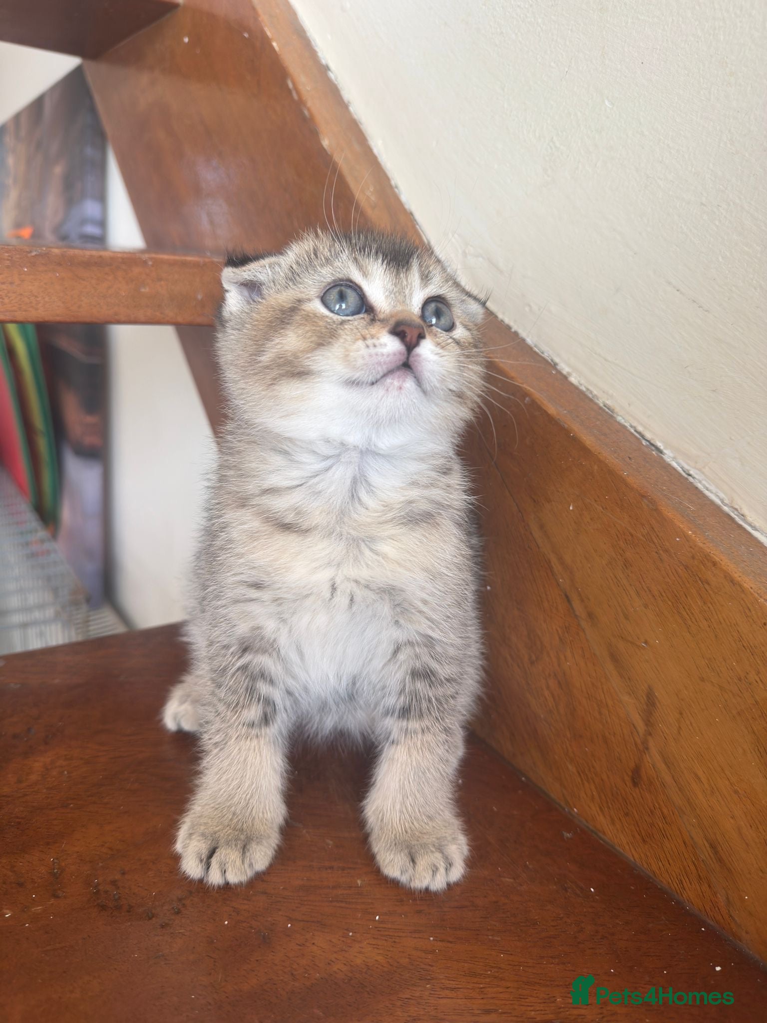 British Shorthair cats ADORABLE KITTENS  - Advert 3