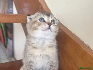 British Shorthair cats ADORABLE KITTENS - Advert 3