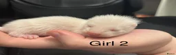 Ferret rodents for sale: Ferret kits  - Advert 2