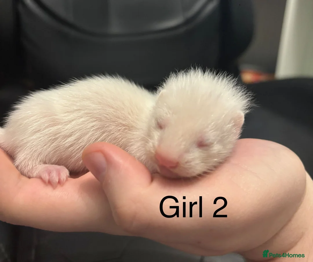 Ferret rodents for sale: Ferret kits  - Advert 2
