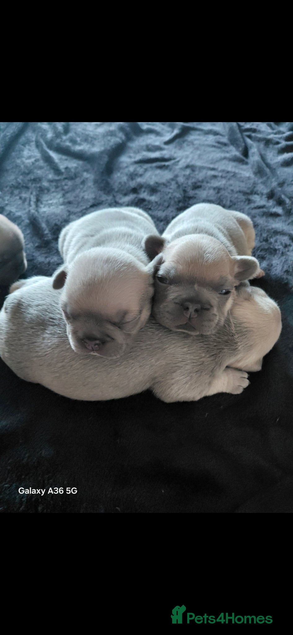 French Bulldog dogs Beautiful 5 generation pedigree puppies - Advert 2