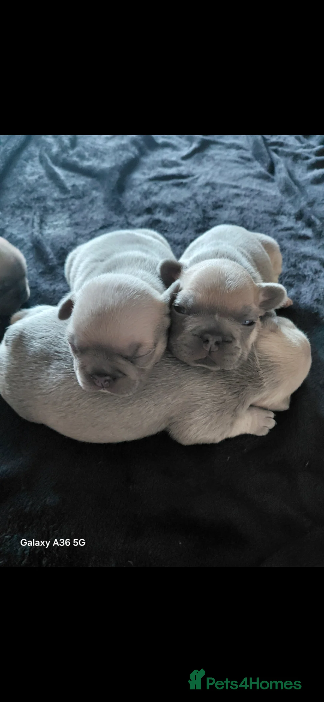 French Bulldog dogs for sale: ❤️ Beautiful 5 generation pedigree puppies - Advert 2