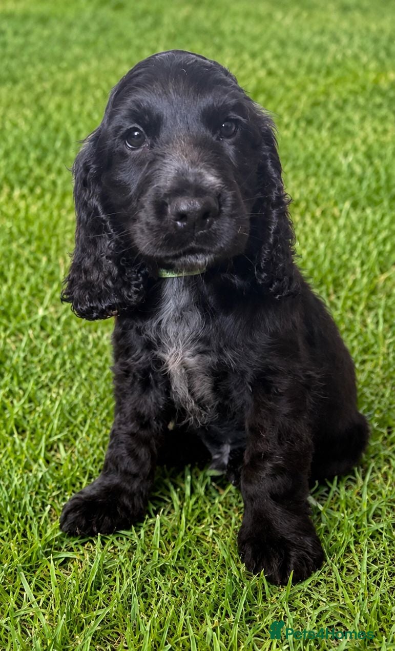 Cocker Spaniel dogs Reduced: English Show Type Cocker Pups - Advert 1
