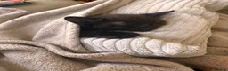 British Shorthair cats for sale: Gorgeous kittens - Advert 5