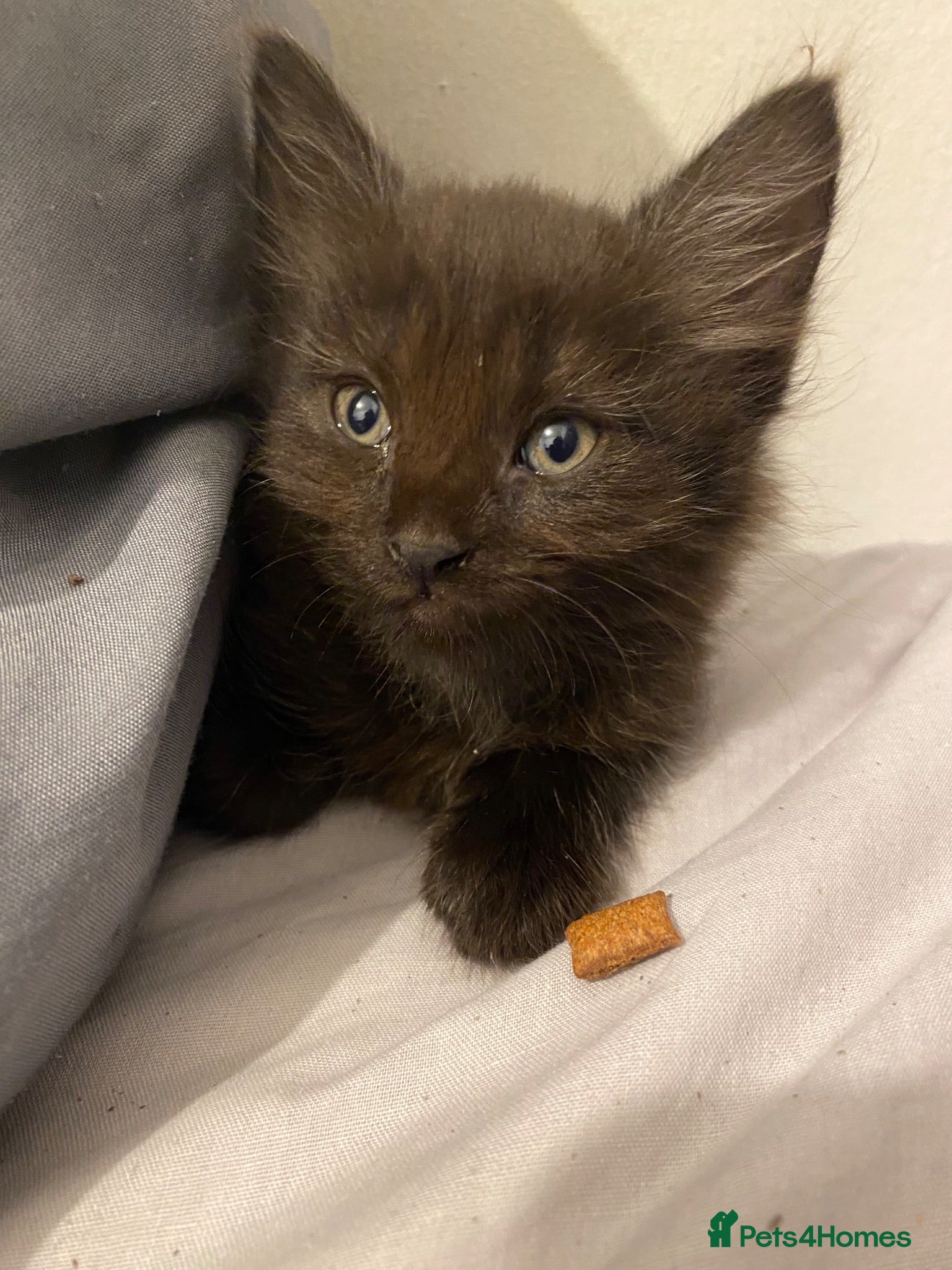 Mixed Breed cats 2 Kitten mixed with ragdoll for £70 - Advert 1