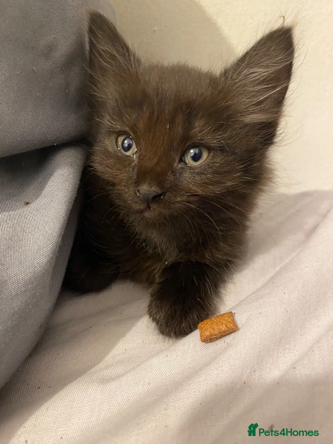 Mixed Breed cats for sale: 2 Kitten mixed with ragdoll for £70 in Oldham - Advert 1