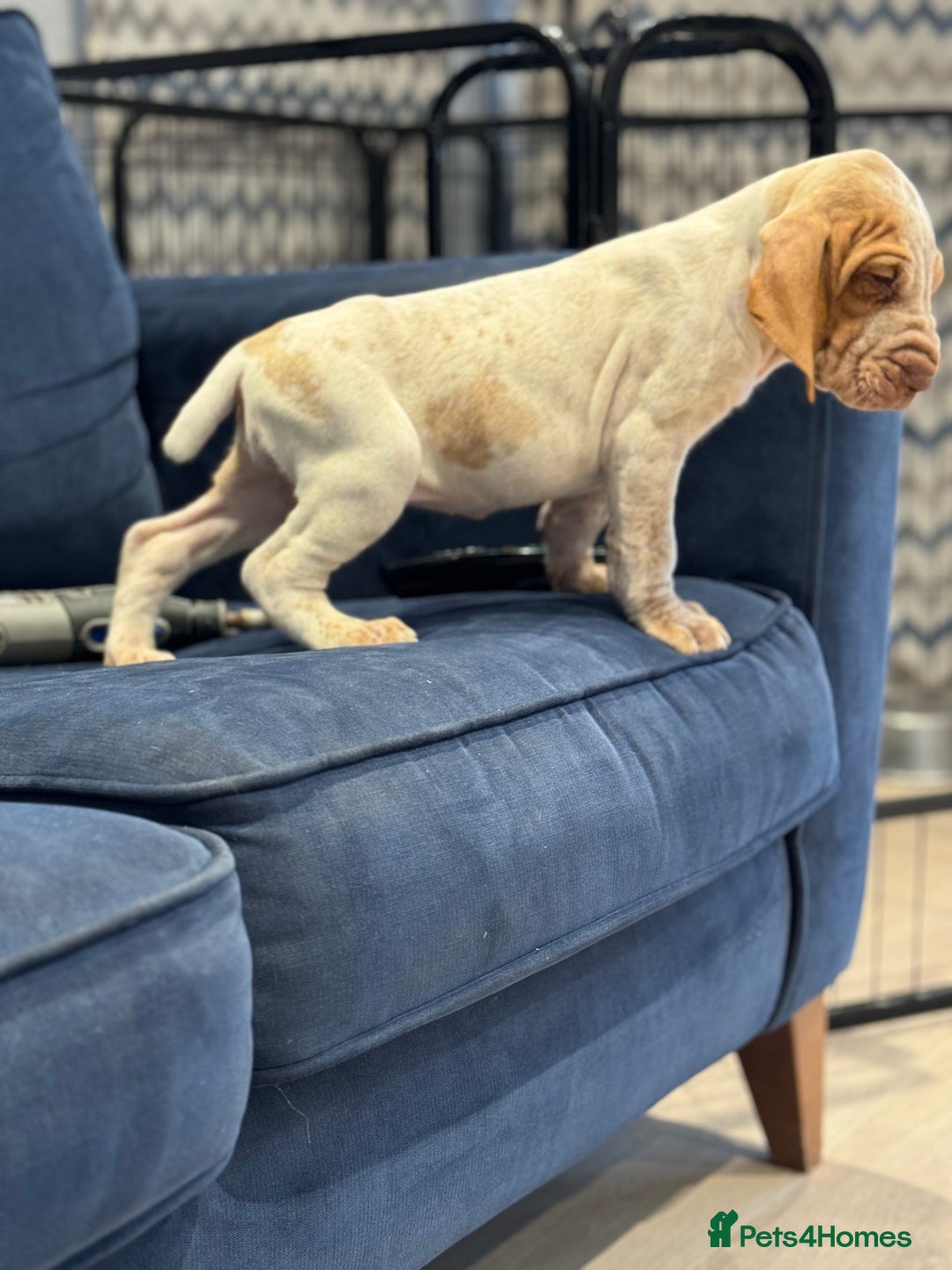 Bracco Italiano dogs for sale: KC TOP QUALITY BRACCO PUP AVAILABLE  - Advert 8