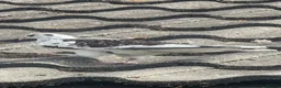 Pigeons birds for sale: Frill back pigeons in Southampton - Advert 3