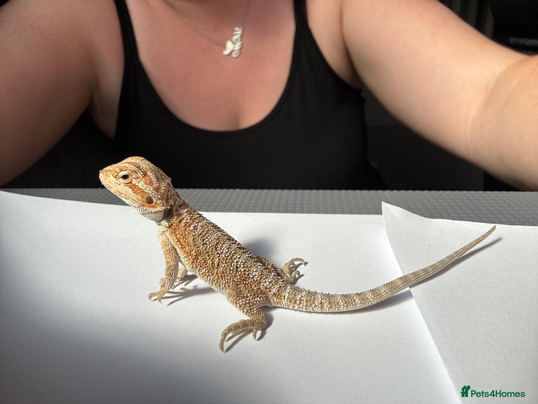 Bearded Dragon reptiles for sale: Baby beardies - Image 6