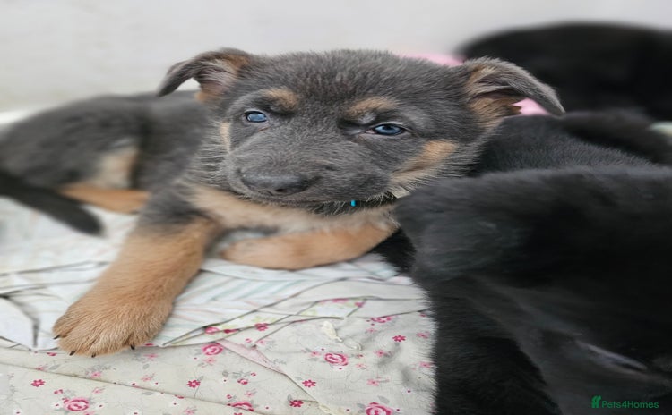 German Shepherd dogs - Advert 10