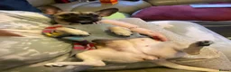 Mixed Breed dogs for sale: Meet cookie - Advert 7