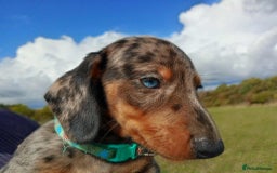 Miniature Dachshund dogs for sale: Stunning silver dapple miniature dachshunds  - Image 22
