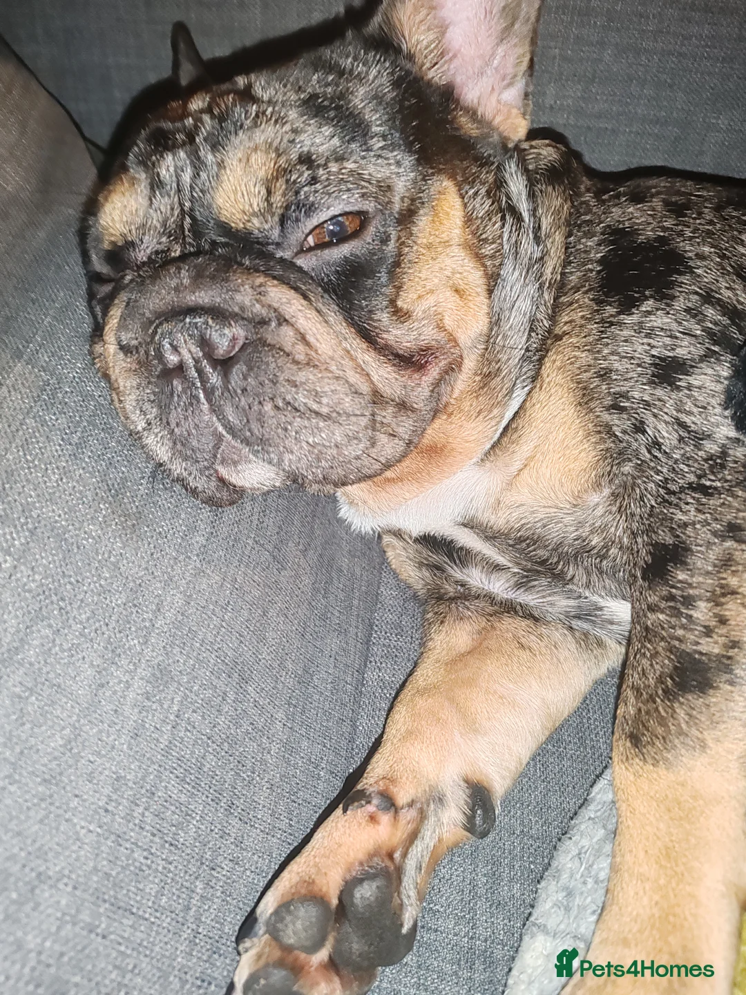 French Bulldog dogs for sale: Loving Home Needed – 2 Year Old French Bulldog in Rochester - Advert 7