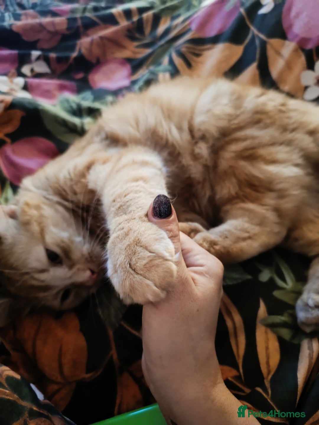 Mixed Breed cats for sale: Maine coon X ragdoll X English short haired  - Advert 3