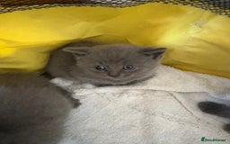 British Shorthair cats for sale: British Shorthair kittens chocolate/grey - Image 28