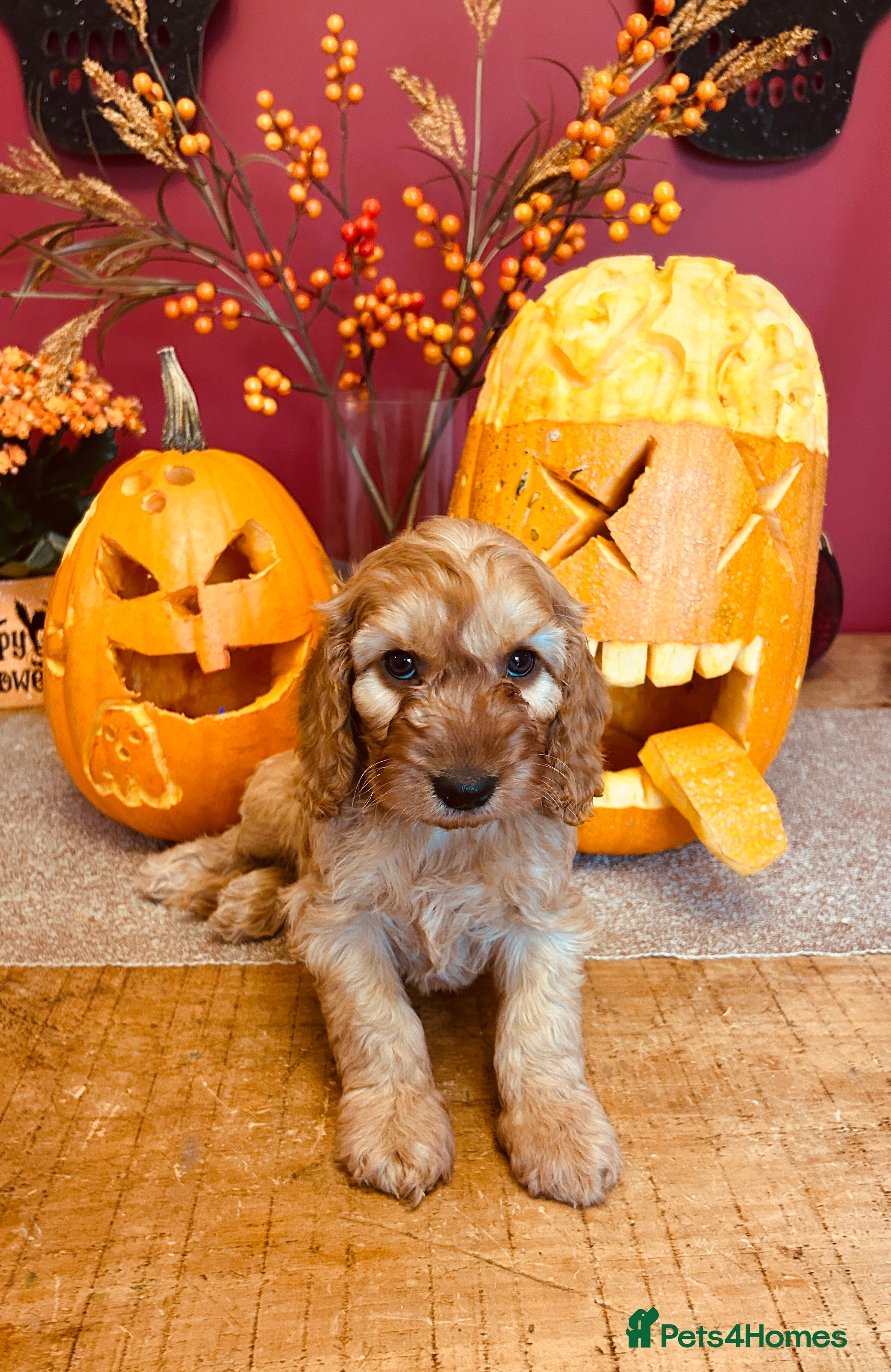 Cockapoo dogs for sale: Beautiful Cockapoo Puppies  - Advert 2