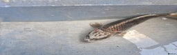 Koi Carp fish for sale: Koi carp various sizes - Advert 5