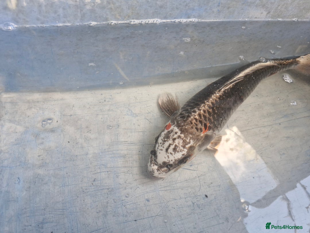 Koi Carp fish for sale: Koi carp various sizes - Advert 5