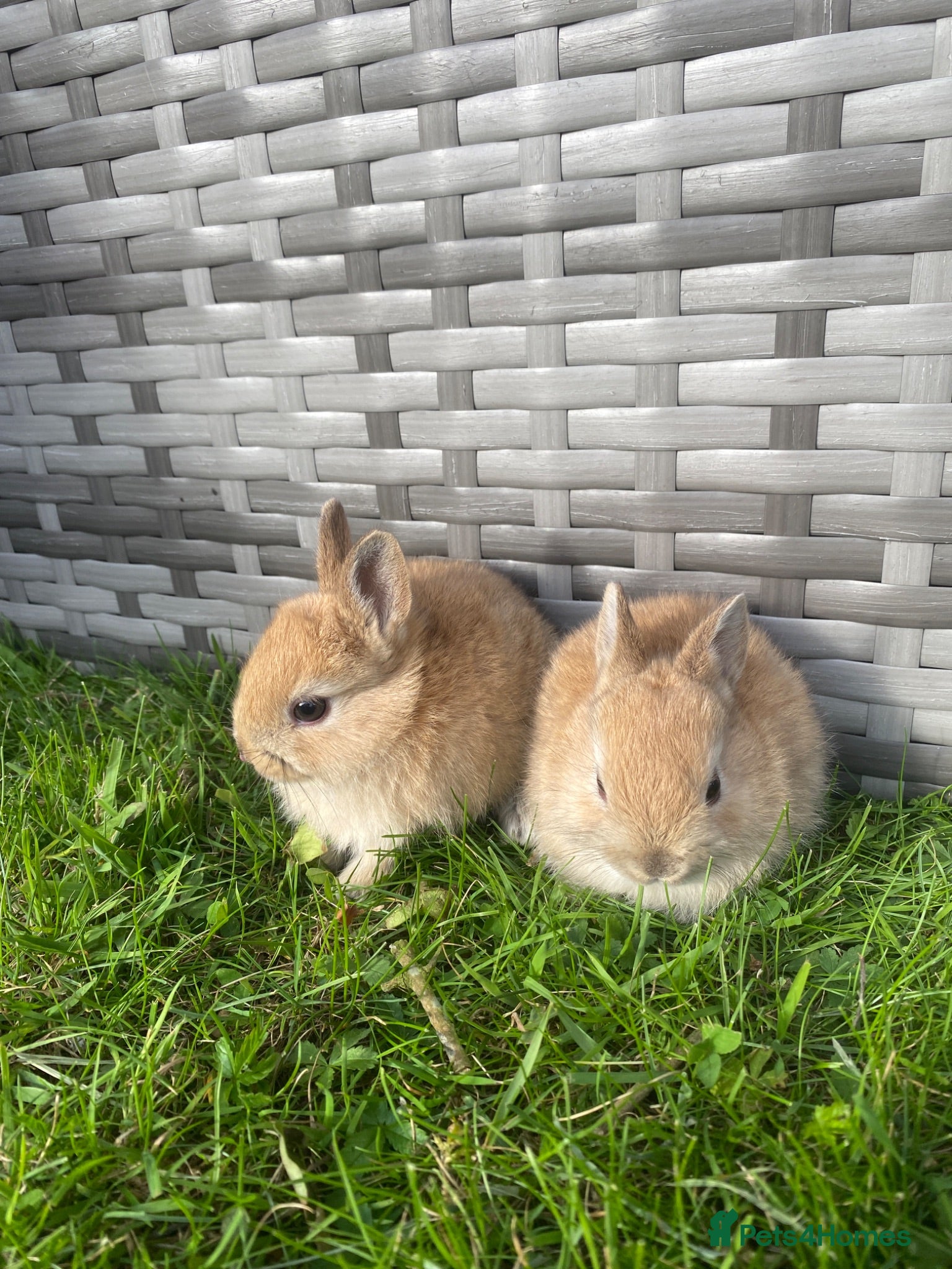 Netherland Dwarf rabbits Purebred Netherland Dwarf - Advert 2