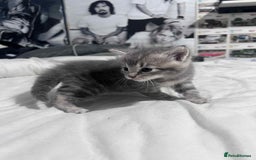 Mixed Breed cats for sale: Kittens for sale - Image 7