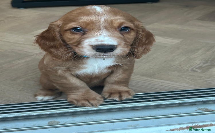 Cocker Spaniel dogs - Advert 13