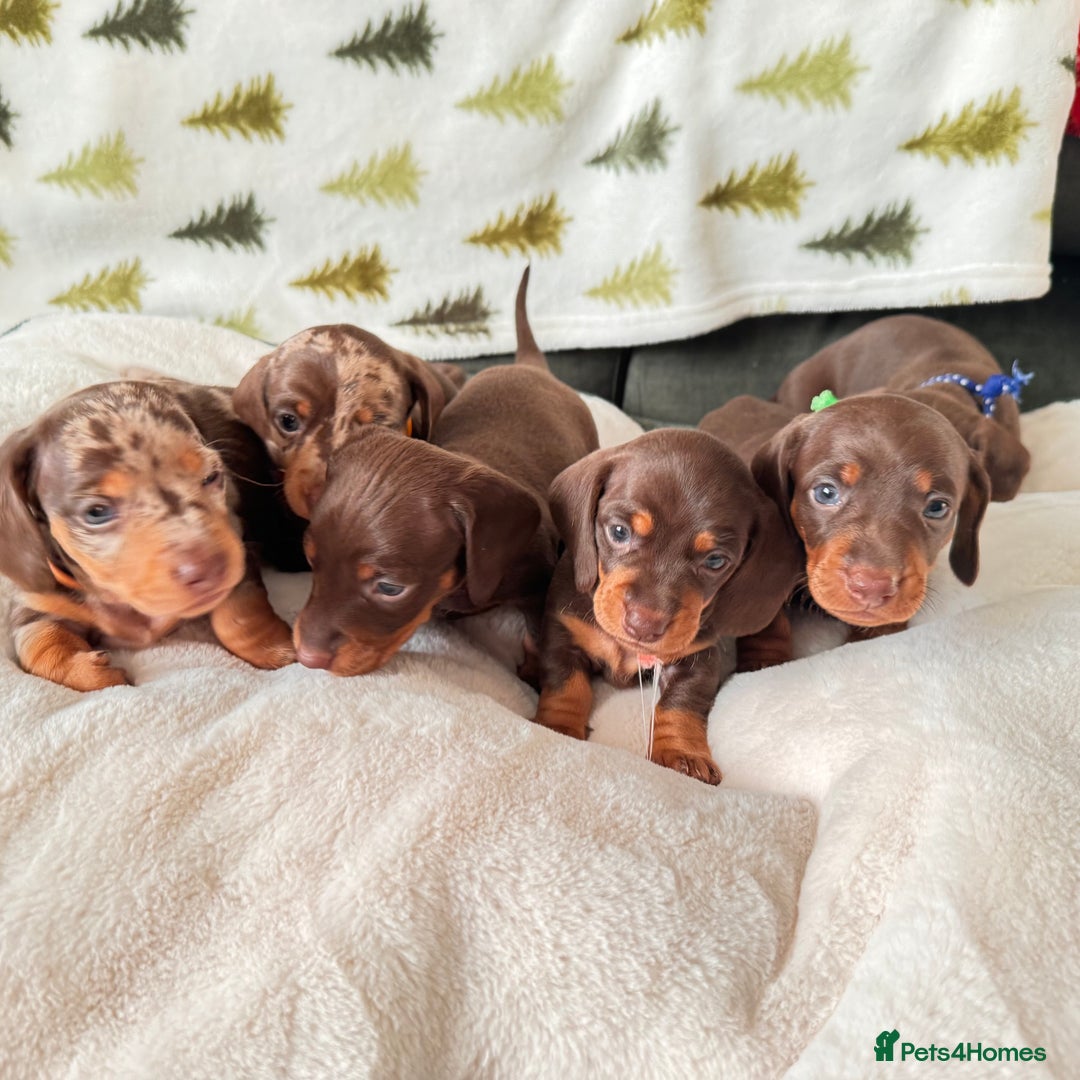 Miniature Dachshund dogs for sale: 6 KC registered miniature dachshund pupps  - Advert 10