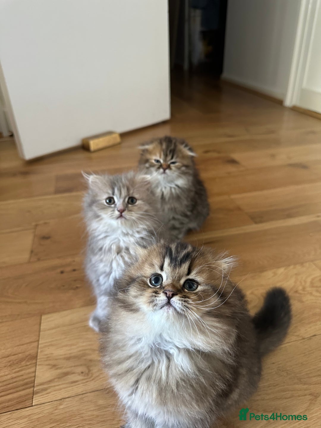 Scottish Fold cats for sale: Scottish Long hair  - Image 6