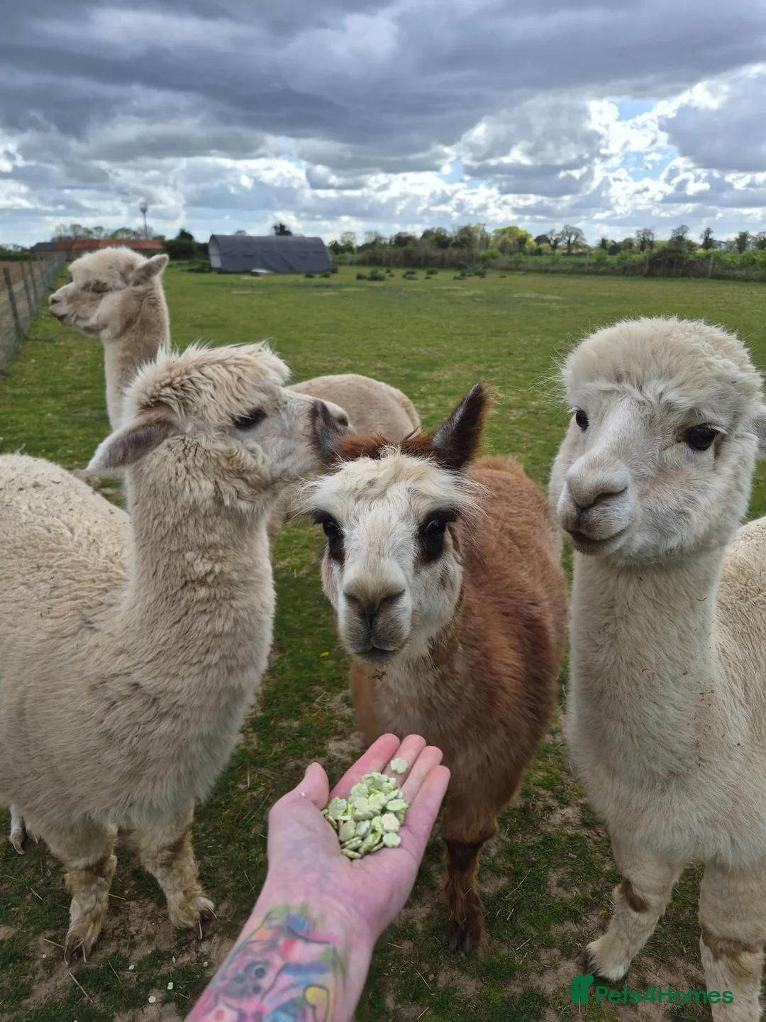 Alpaca livestock for sale: 4 female pet alpacas in Norwich - Advert 2