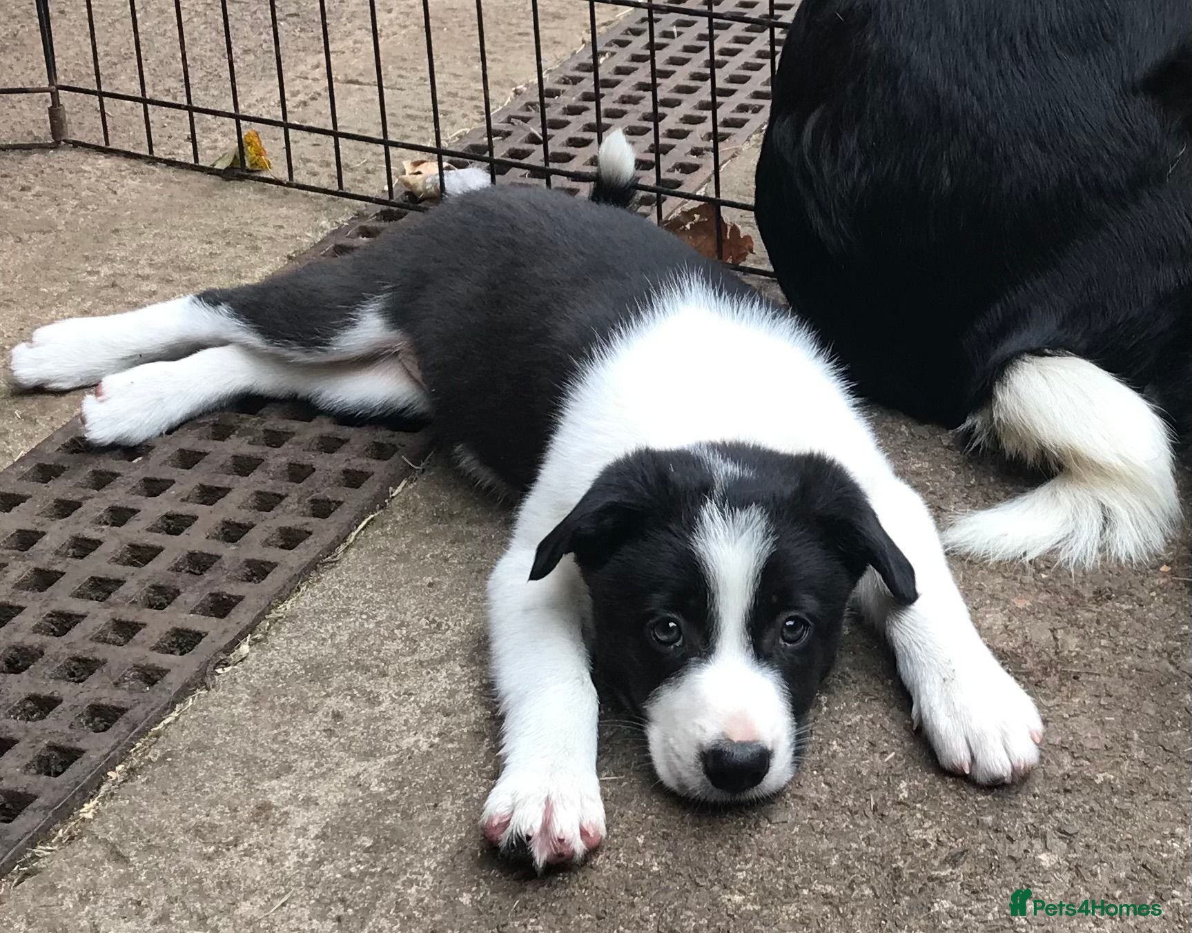 Border Collie dogs OUTSTANDING BORDER COLLIE MALE PUP CHAMPION LINES - Advert 3