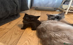 Ragdoll cats for sale: Calico Ragdolls - Image 22