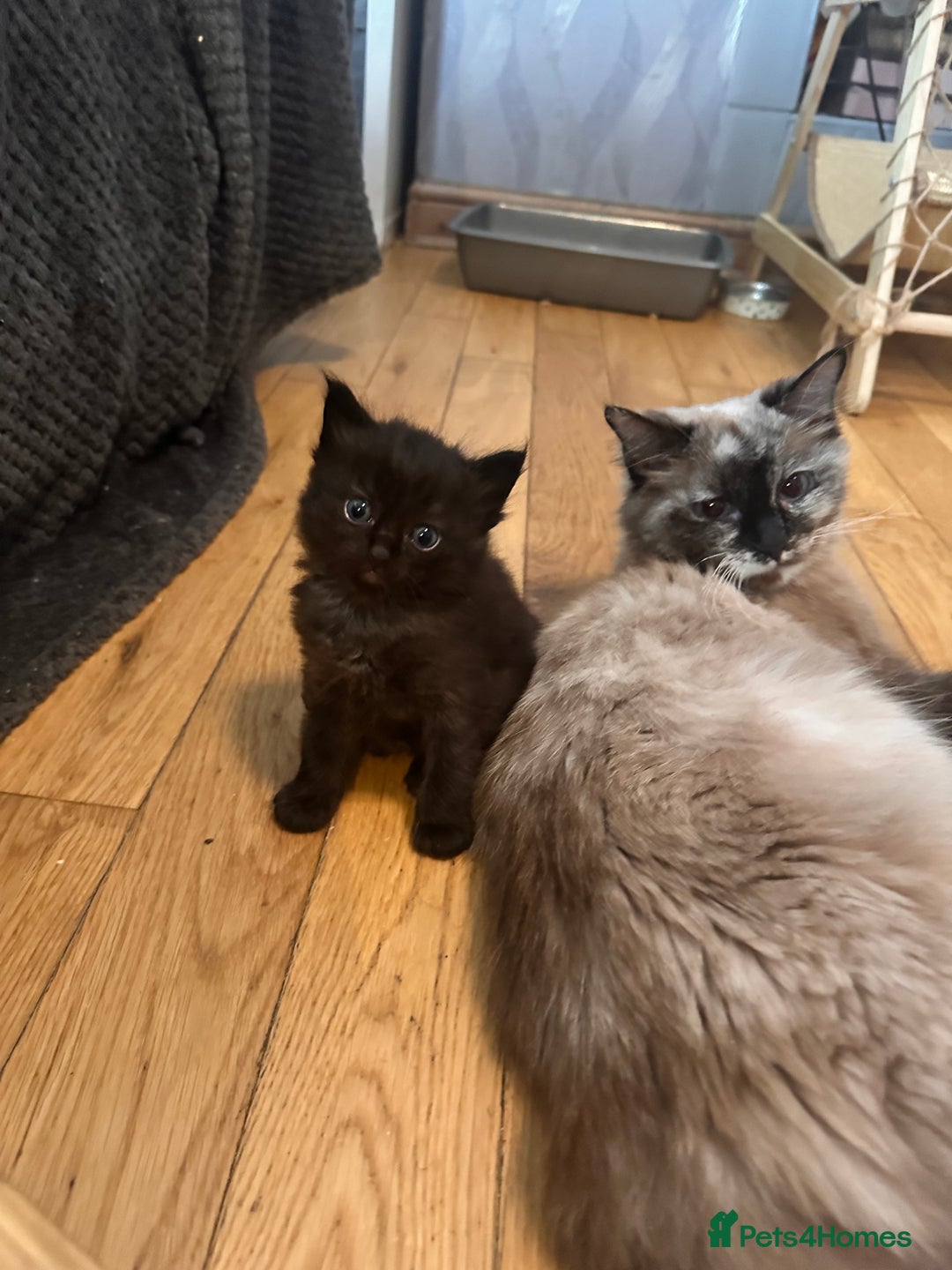 Ragdoll cats for sale: Calico Ragdolls - Image 22