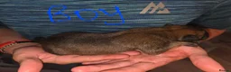 Belgian Shepherd Dog dogs for sale: Belgian Malinois Puppies For Sale. - Advert 12
