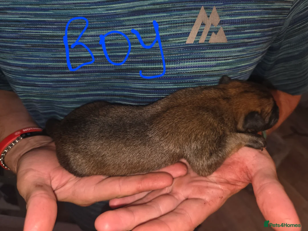 Belgian Shepherd Dog dogs for sale: Belgian Malinois Puppies For Sale. - Advert 12
