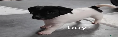 Jack Russell 2
