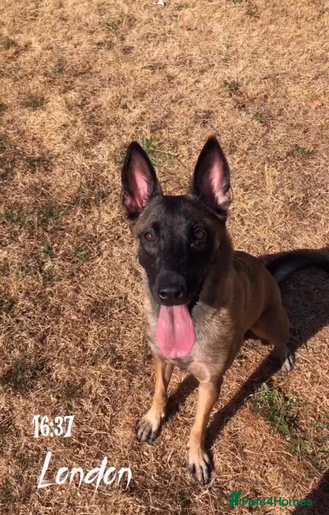 Mixed Breed dogs Malinois cross staffy  - Advert 2