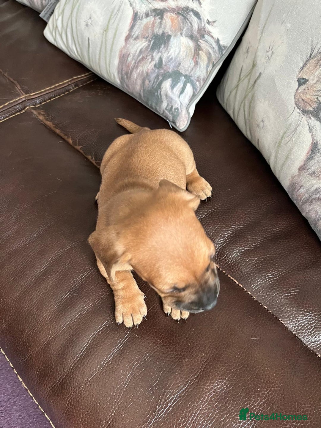 Mixed Breed dogs for sale: French wieners - Image 20