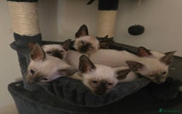 Siamese cats for sale: Gorgeous little cuddle buddies - Image 14