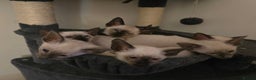 Siamese cats for sale: Gorgeous little cuddle buddies - Advert 14