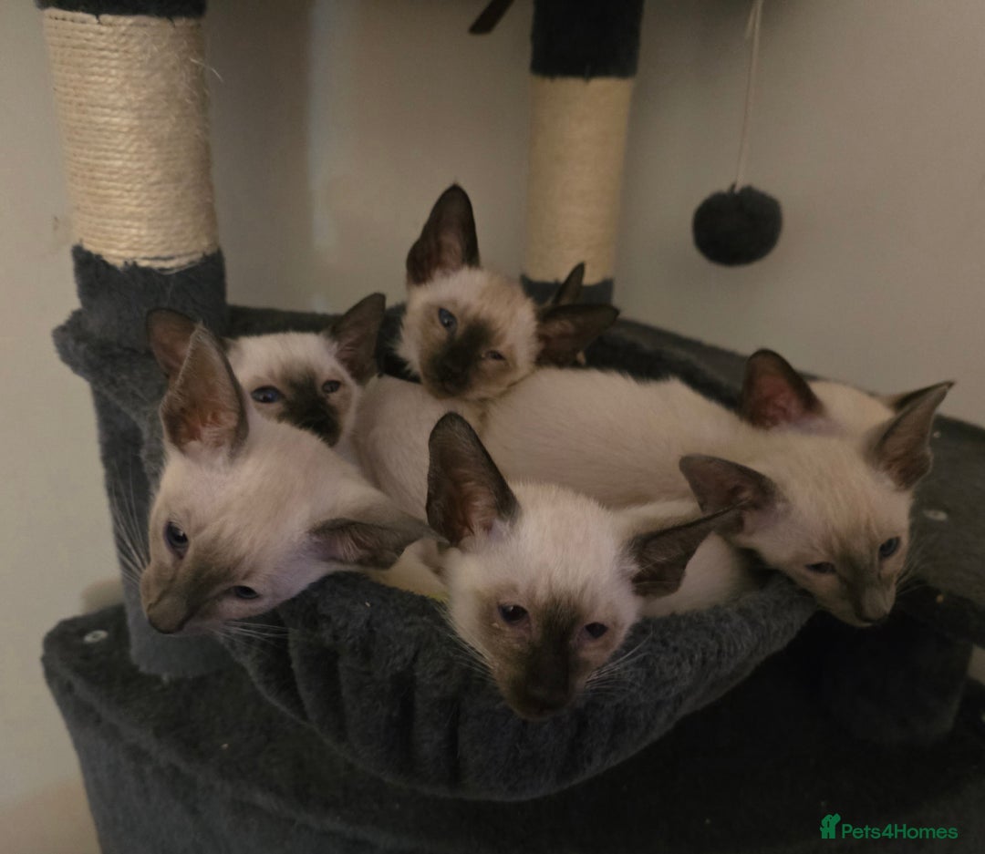 Siamese cats for sale: Gorgeous little cuddle buddies - Image 14