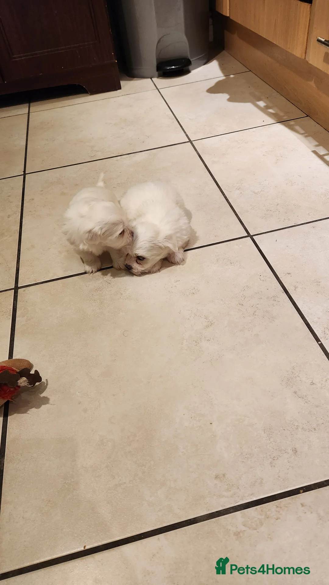 Mixed Breed dogs for sale: Maltichon - Advert 5