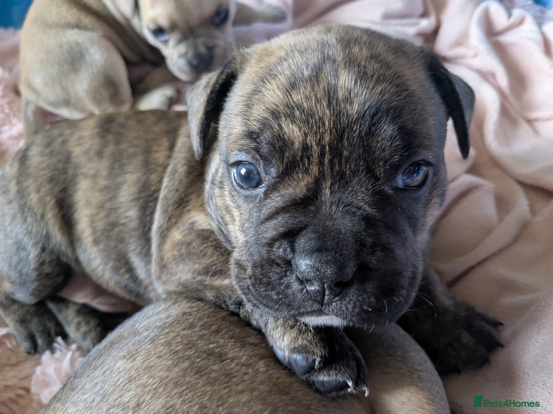 Mixed Breed dogs for sale: Frenchie x staff  - Advert 6